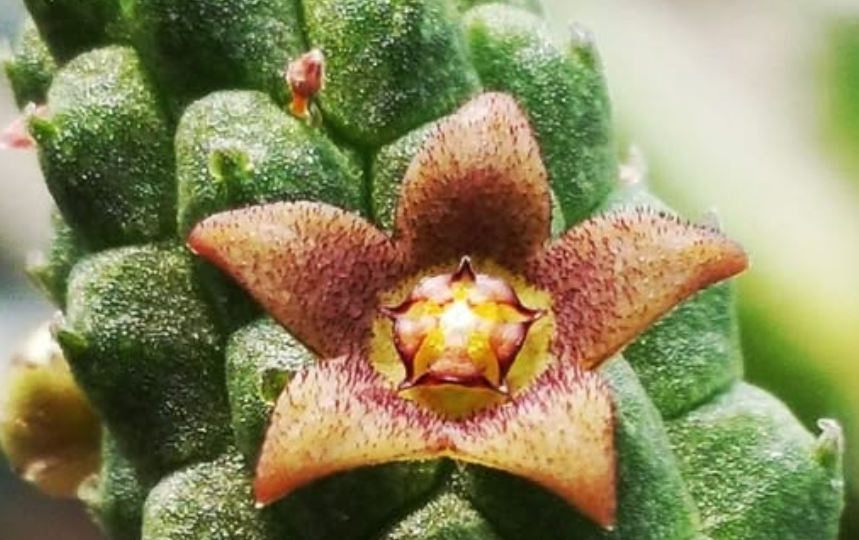 Echidnopsis nubica 10 Pieces Seeds