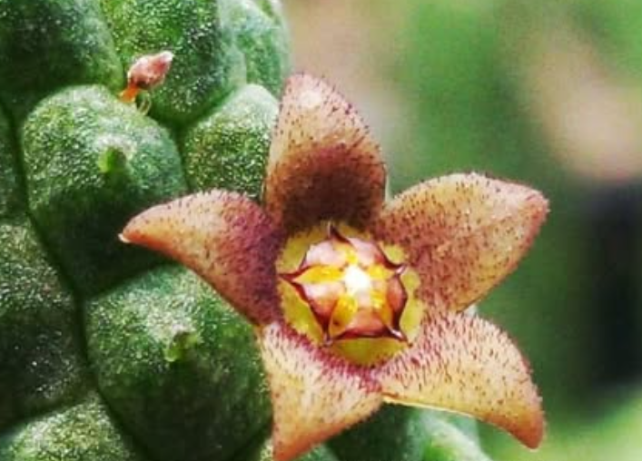 Echidnopsis nubica 10 Pieces Seeds