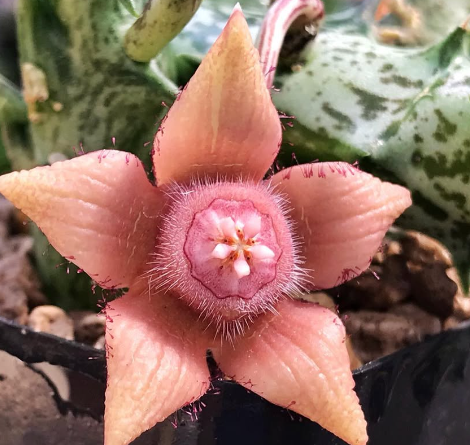 Duvalia Sulcata ssp. Sulcata 5 Pieces Seeds