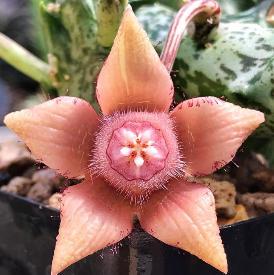 Duvalia Sulcata ssp. Sulcata 5 Pieces Seeds