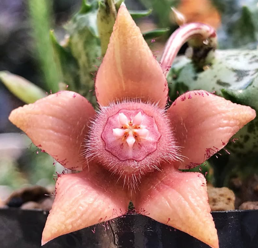 Duvalia Sulcata ssp. Sulcata 5 Pieces Seeds