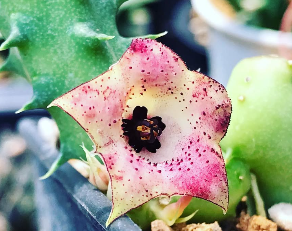Huernia macrocarpa var. cerasina 6 Pieces Seeds