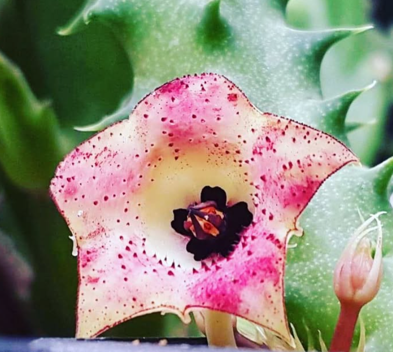 Huernia macrocarpa var. cerasina 6 Pieces Seeds