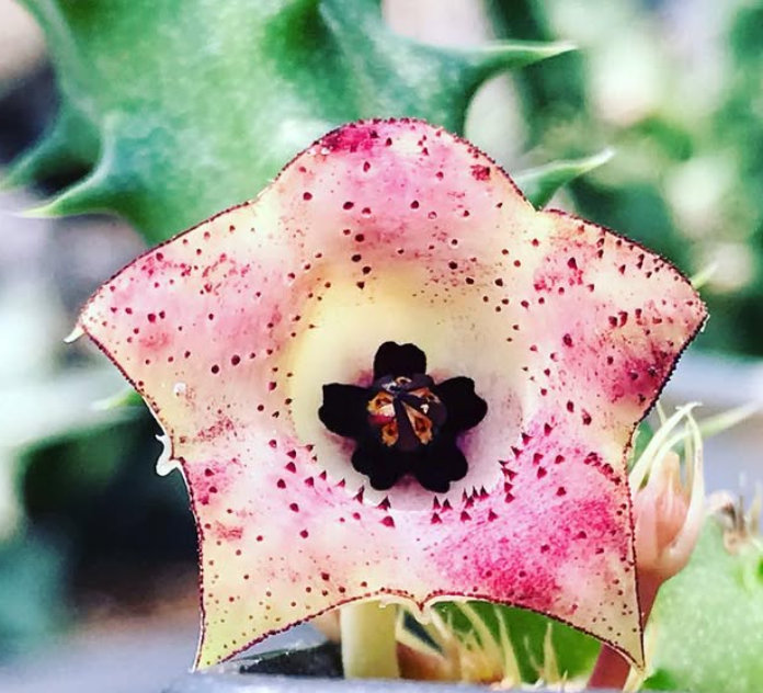 Huernia macrocarpa var. cerasina 6 Pieces Seeds