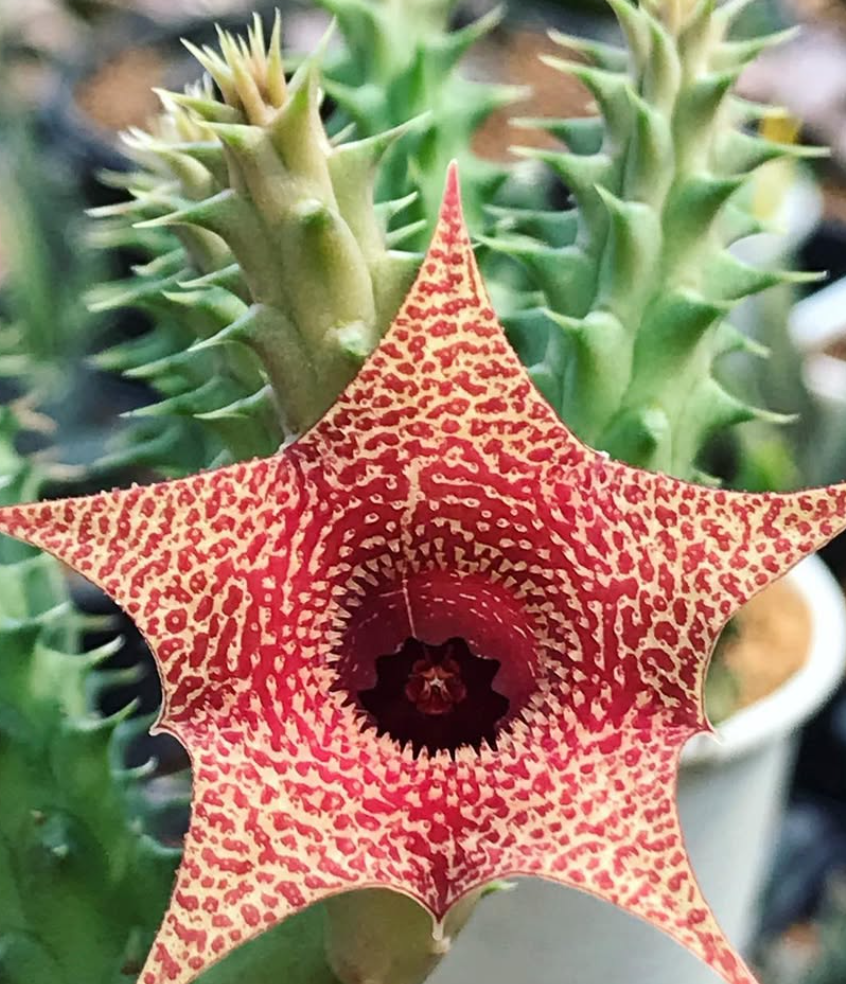 Huernia korat Sunrise 5 Pieces Seeds