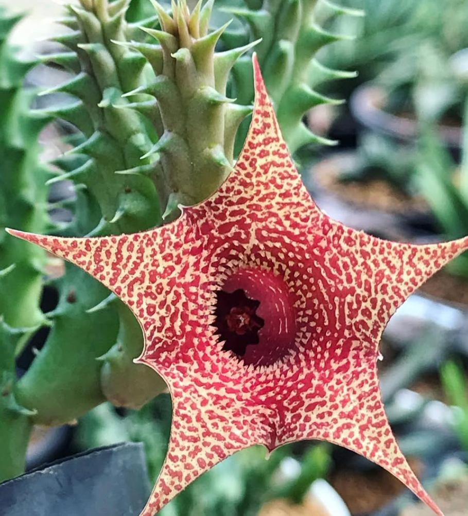 Huernia korat Sunrise 5 Pieces Seeds