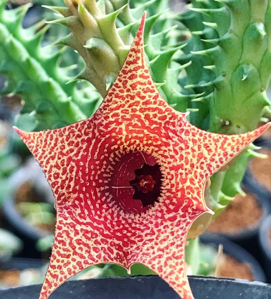 Huernia korat Sunrise 5 Pieces Seeds