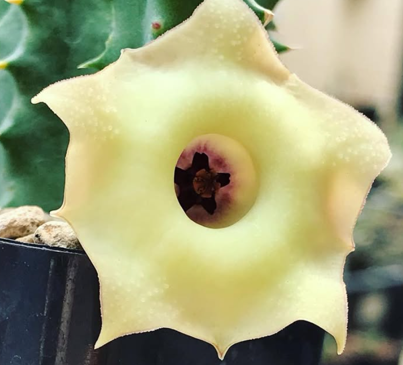Huernia Somalica 5 Pieces Seeds
