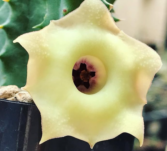 Huernia Somalica 5 Pieces Seeds