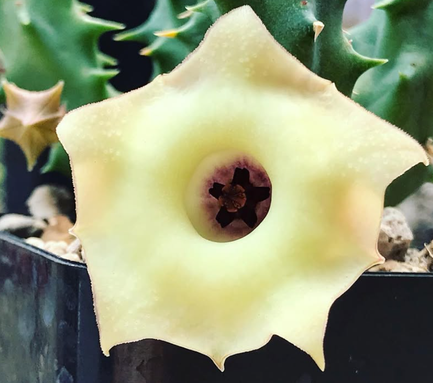 Huernia Somalica 5 Pieces Seeds