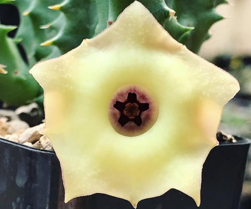 Huernia Somalica 5 Pieces Seeds