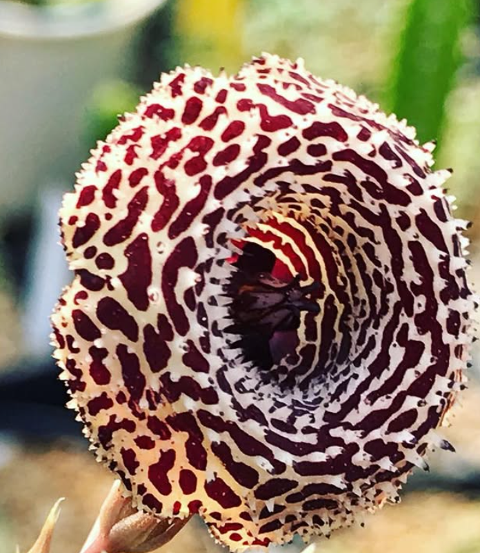 Huernia Speckled Jim 6 Pieces Seeds