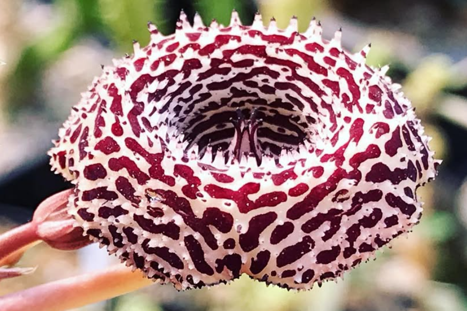 Huernia Speckled Jim 6 Pieces Seeds