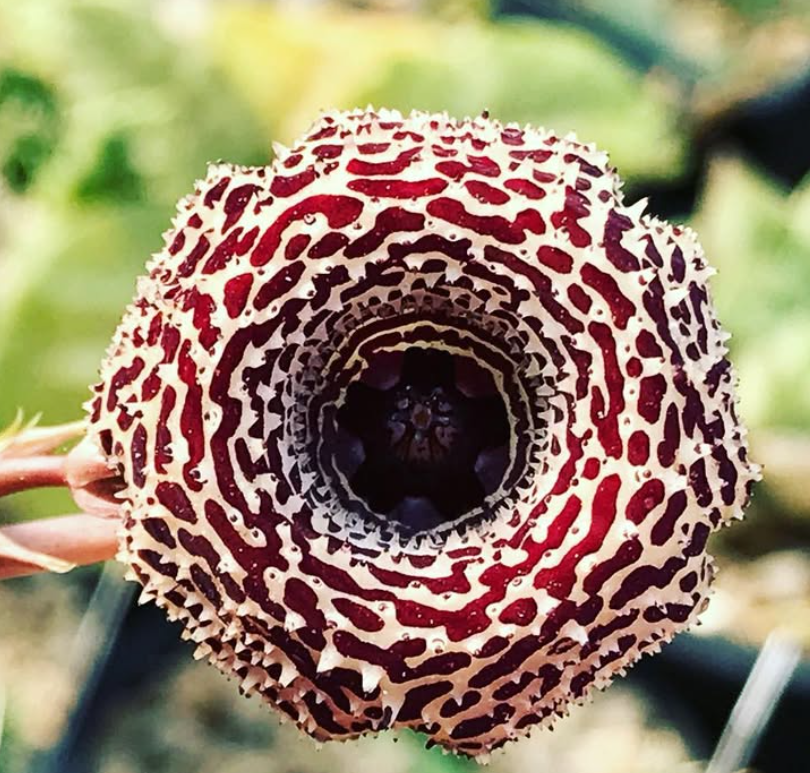 Huernia Speckled Jim 6 Pieces Seeds