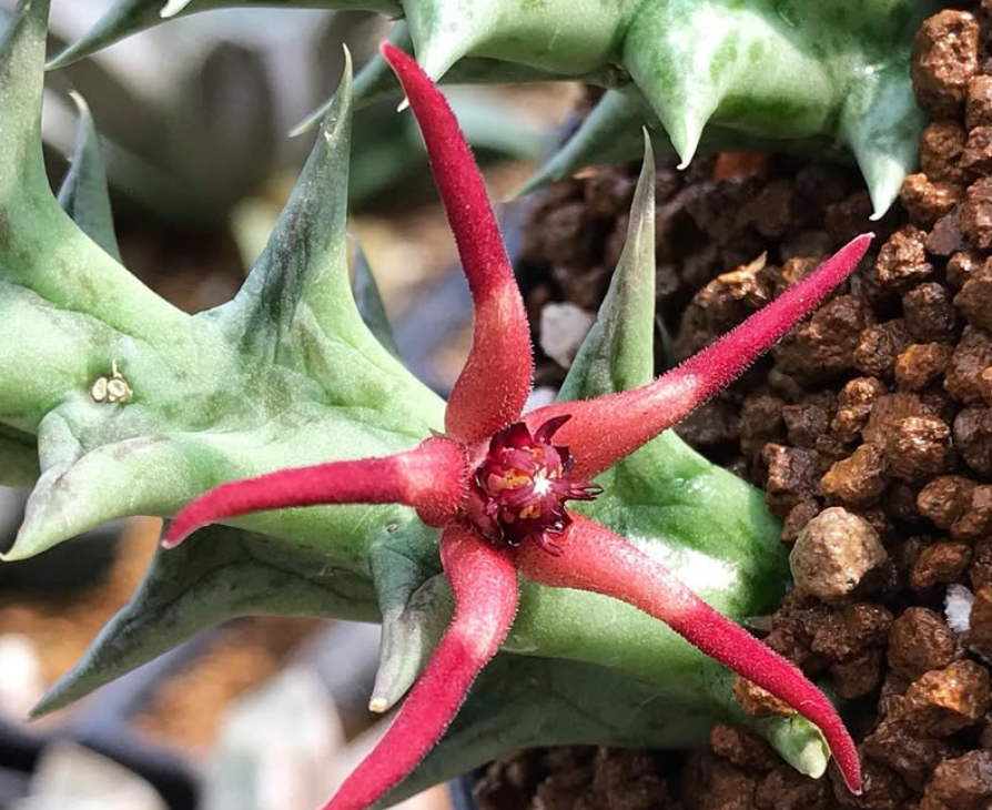 Orbea baldratii 5 Pieces Seeds