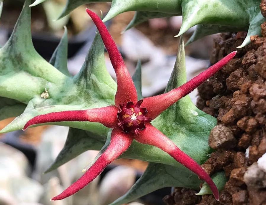 Orbea baldratii 5 Pieces Seeds