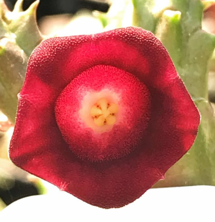 Huernia humpatana 7 Pieces Seeds