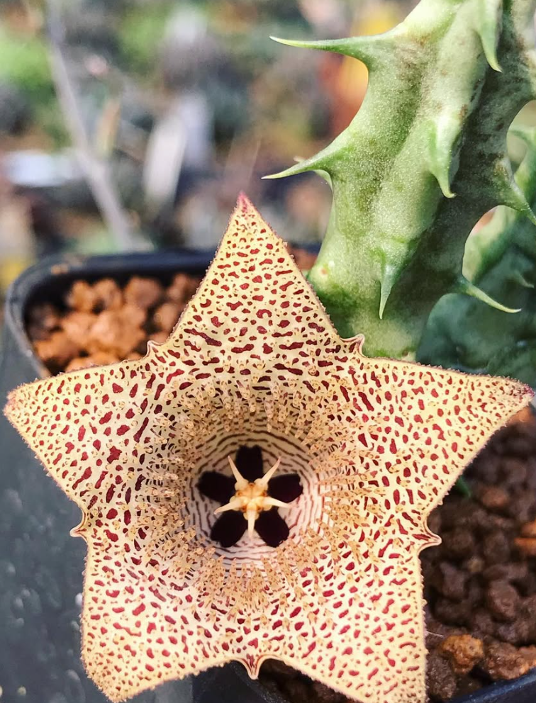 Huernia collenette 5 Pieces Seeds