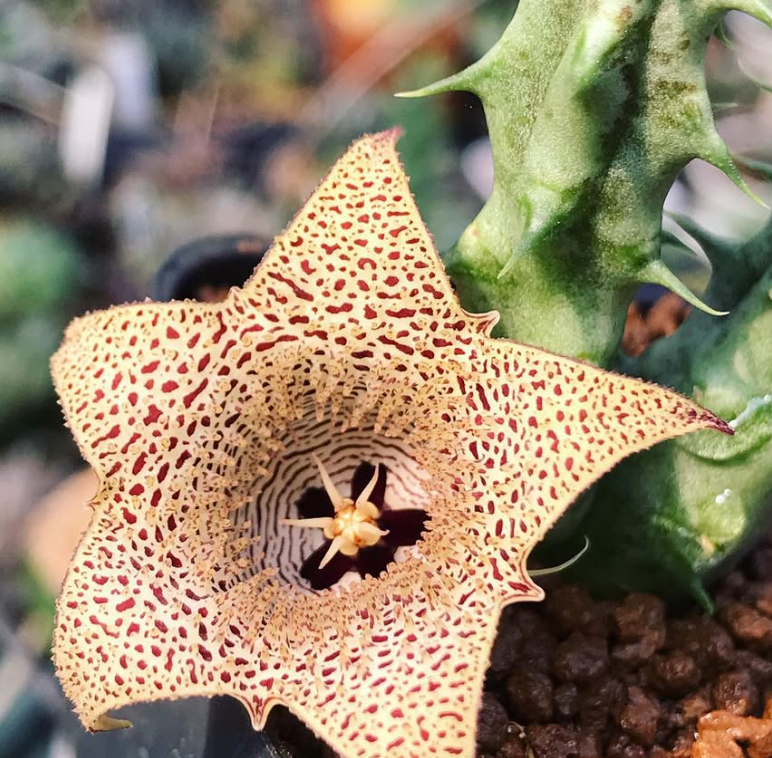 Huernia collenette 5 Pieces Seeds