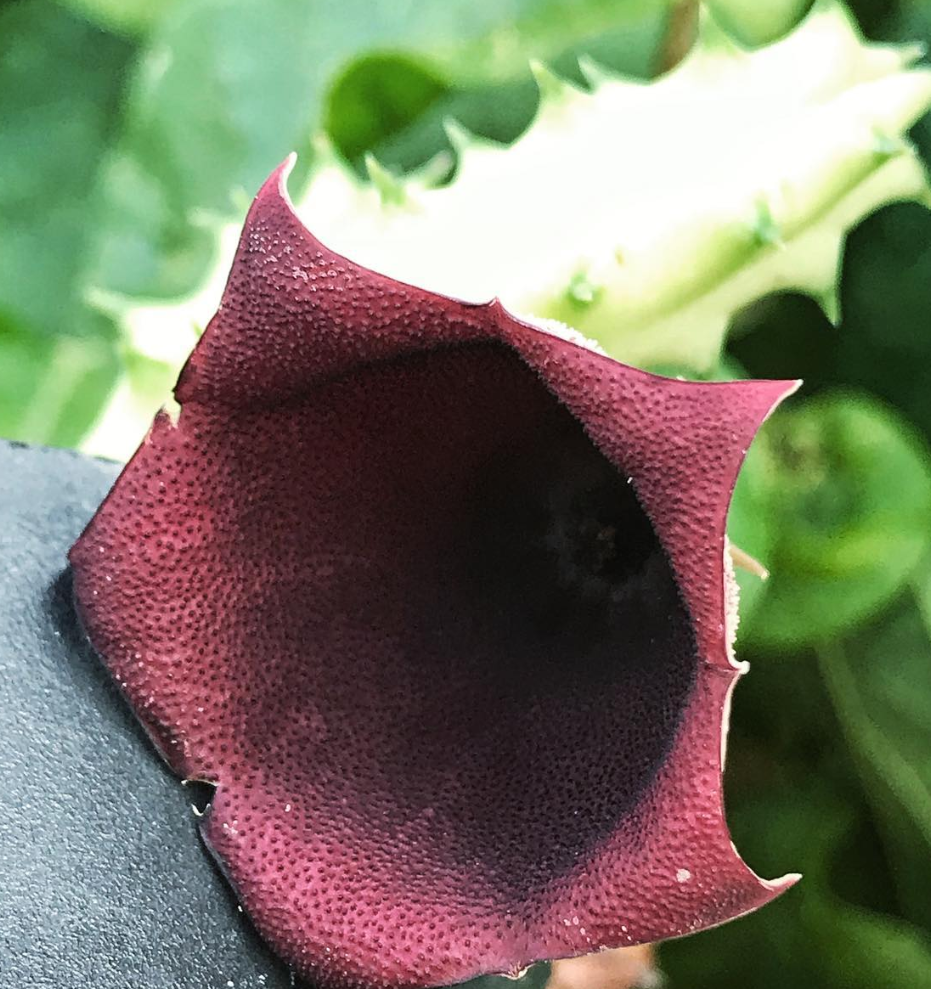 Huernia keniensis var. nairobiensis 5 Pieces Seeds