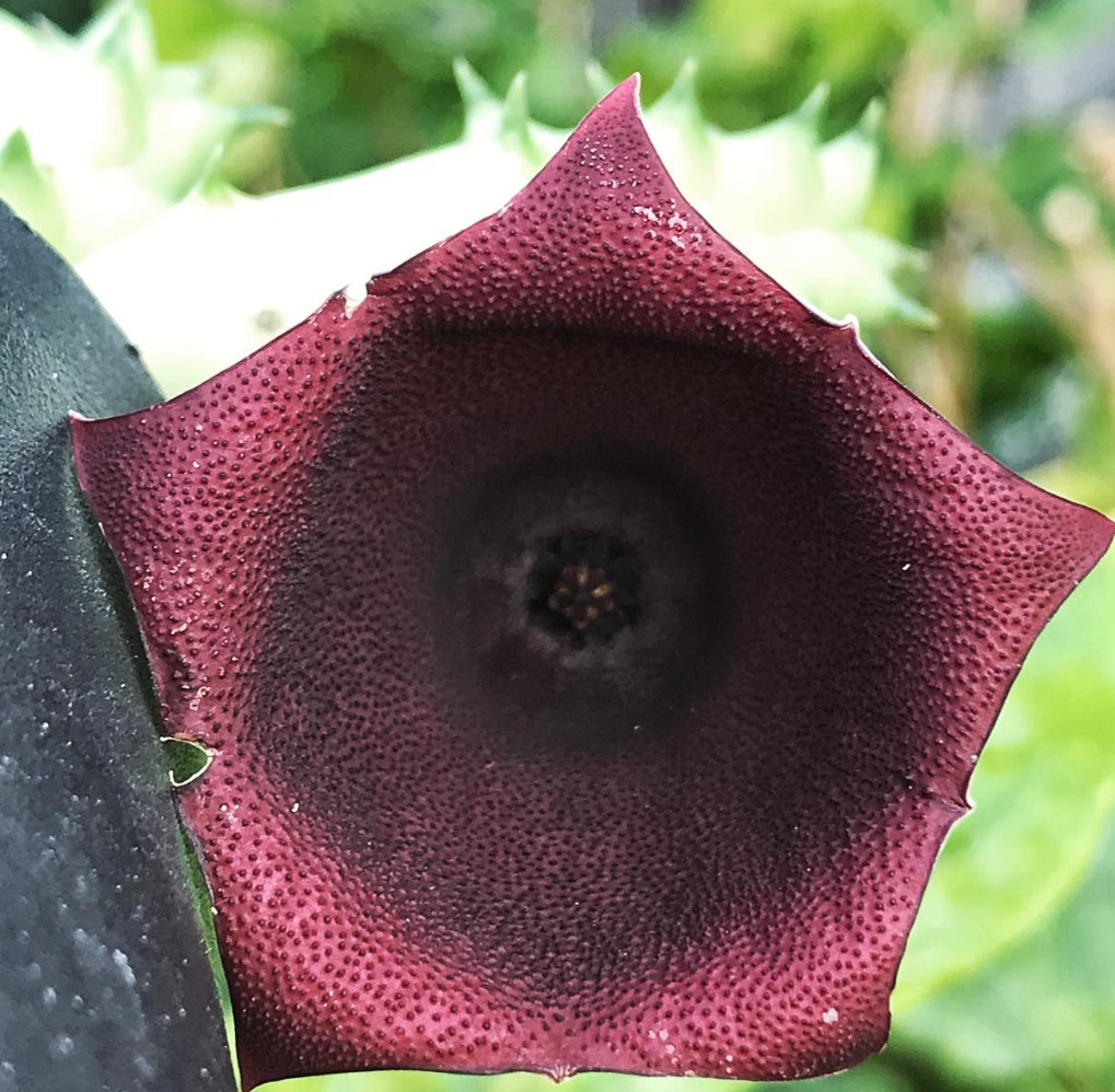 Huernia keniensis var. nairobiensis 5 Pieces Seeds
