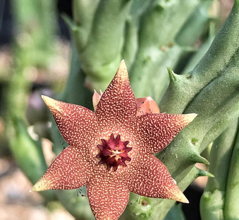 Orbea Tapscottii 5 Pieces Seeds