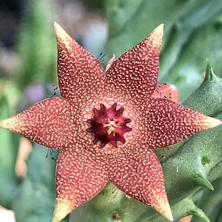 Orbea Tapscottii 5 Pieces Seeds