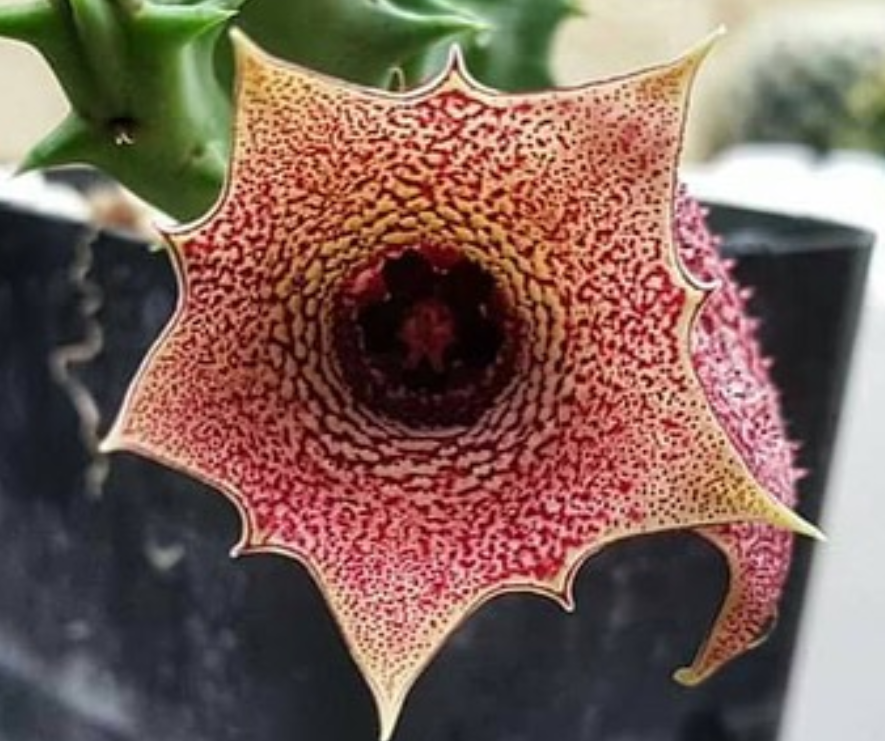 Huernia Bronx Cheer 5 Pieces Seeds