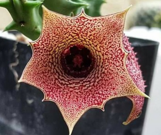 Huernia Bronx Cheer 5 Pieces Seeds