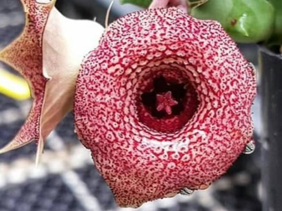 Huernia Bronx Cheer 5 Pieces Seeds
