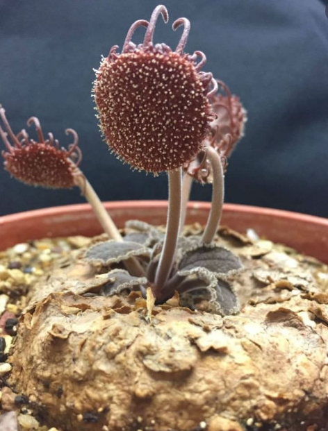 Dorstenia ellenbeckiana 5 Pieces Seeds