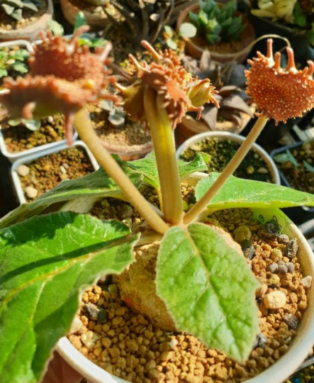 Dorstenia ellenbeckiana 5 Pieces Seeds