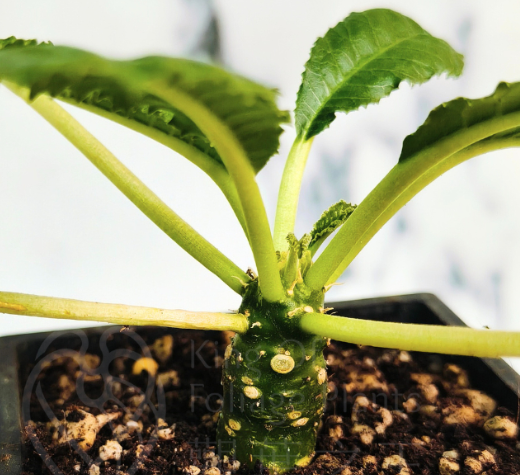 Dorstenia sp. Mait 10 Pieces Seeds