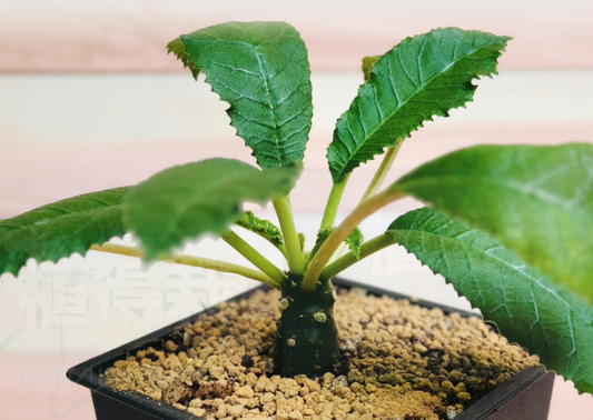 Dorstenia sp. Mait 10 Pieces Seeds