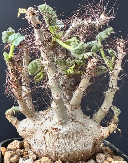 Jatropha marginata 5 Pieces Seeds