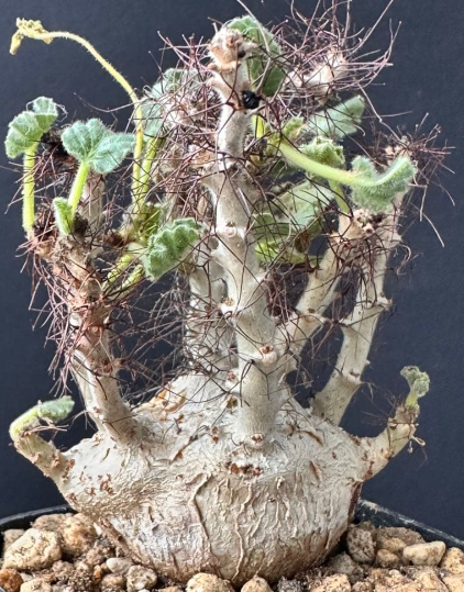 Jatropha marginata 5 Pieces Seeds