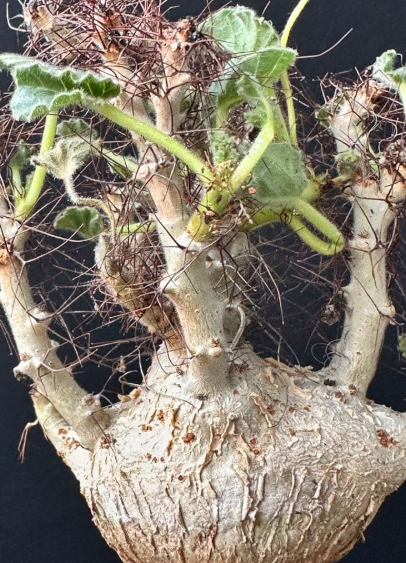 Jatropha marginata 5 Pieces Seeds
