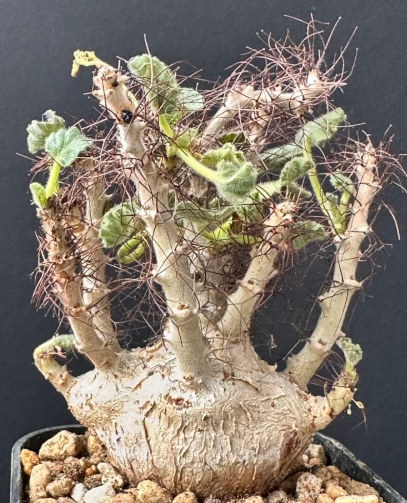 Jatropha marginata 5 Pieces Seeds
