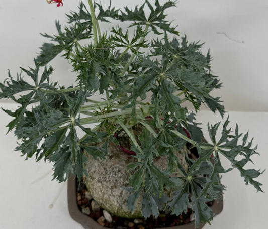 Jatropha augustii 3 Pieces Seeds