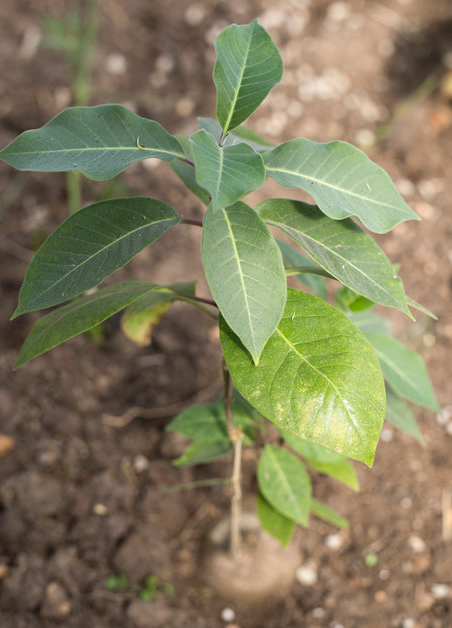 Baseonema gregorii 5 Pieces Seeds
