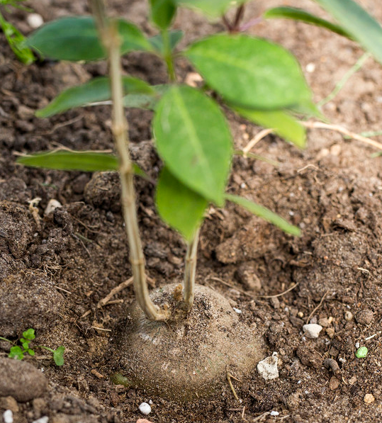 Baseonema gregorii 5 Pieces Seeds