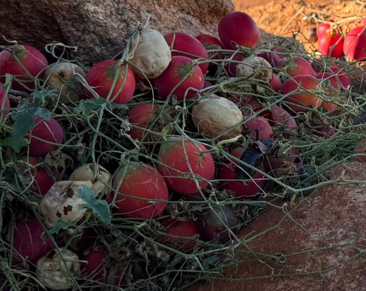 Coccinia rehmannii 5 Pieces Seeds
