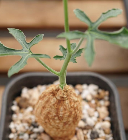 Coccinia mildbraedii 5 Pieces Seeds