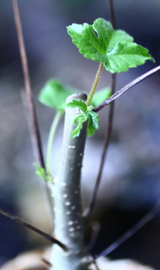 Commiphora longipedecellata 5 Pieces Seeds