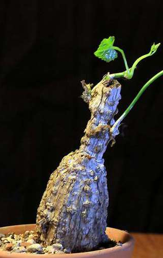 Coccinia grandis 3 Pieces Seeds