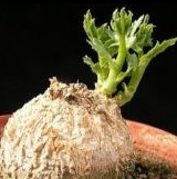 Coccinia sessilifolia 3 Pieces Seeds