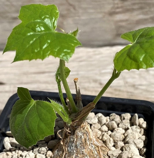 Coccinia microphylla 3 Pieces Seeds