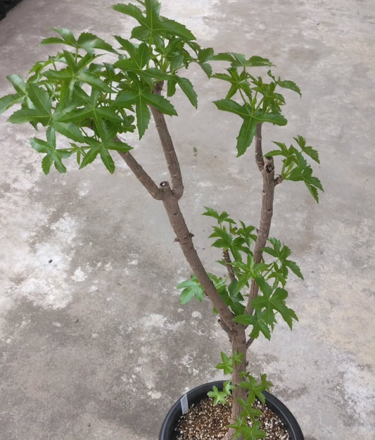 Cussonia arenicola 5 Pieces Seeds