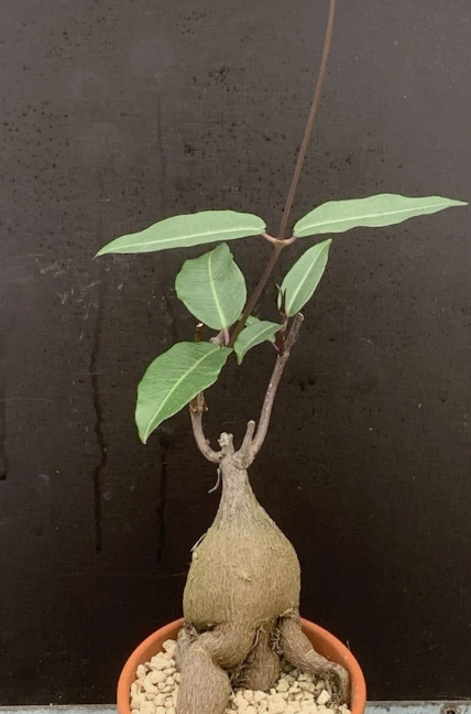 Cussonia natalensis 5 Pieces Seeds