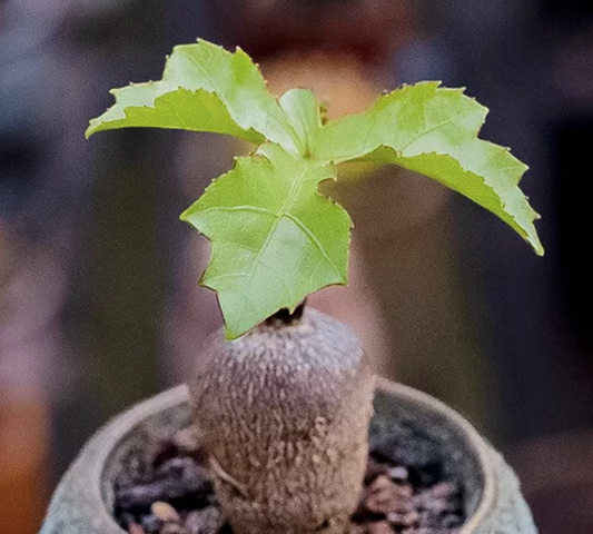 Cussonia paniculata 5 Pieces Seeds